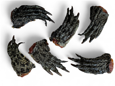 Crocodile Feet 6 pack